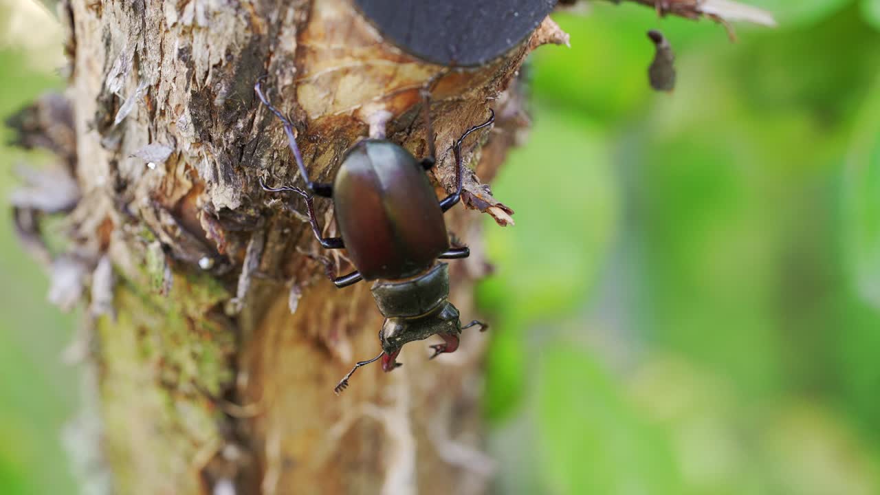Stag-Beetle the world's largest saw-tooth stag beetle with long and sharp jaws , in tropical forest.