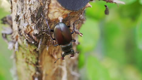 stag-beetle the world's largest saw-tooth stag beetle with long and sharp jaws , in tropical forest.