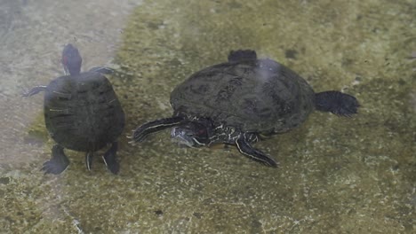 Tortuga-De-Tamaño-Mediano-Nadando-En-El-Estanque-Limpio,-Hábitat-Natural