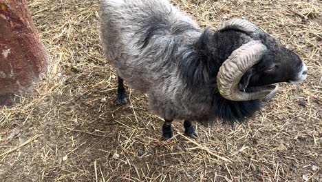 Ziege-Mit-Dunklen,-Scharfen-Hörnern-Sucht-Auf-Einem-Bauernhof-Nach-Nahrung