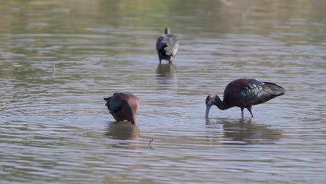 A group of wild birds forages and wades through calm, shallow waters in a peaceful wetland scene