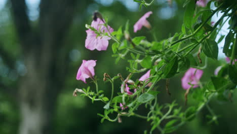 Pink-pansies-blowing-in-the-wind