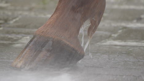 Detailed-close-up-of-a-horse's-hoof-being-washed-with-water