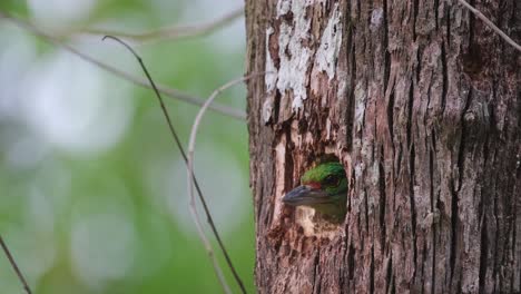 Cabeza-Casi-Dentro-De-La-Madriguera-Mientras-Mira-A-Su-Alrededor-Y-Trata-De-Ver-Si-Es-Seguro-Salir,-Barbet-Bigotudo-Psilopogon-Incognitus,-Tailandia