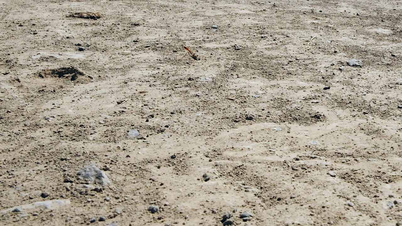 ángulo bajo de cerca: la avispa de arena vuela alrededor, luego en la guarida en la suciedad