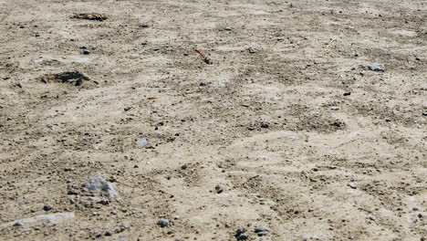 low angle close up: sand wasp flies around, then into den in dirt