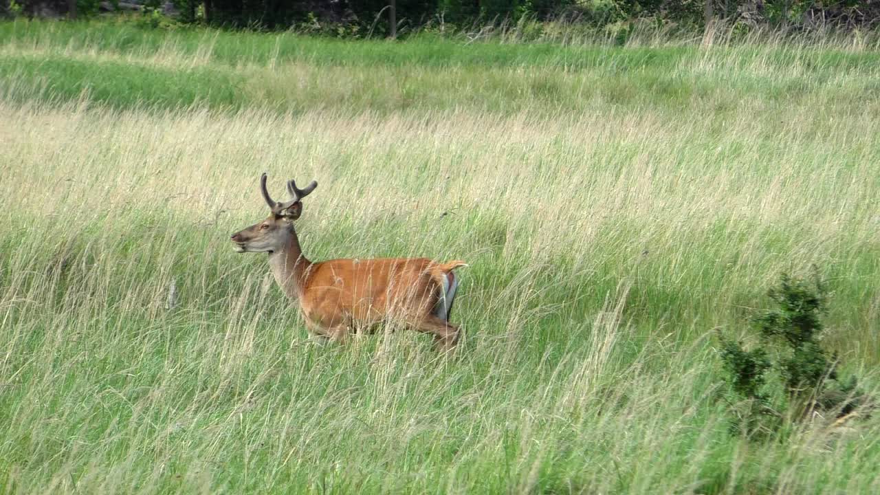 ciervo buck pastando en un campo y dejando en cámara lenta