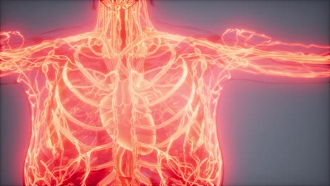 Blood-Vessels-of-Human-Body