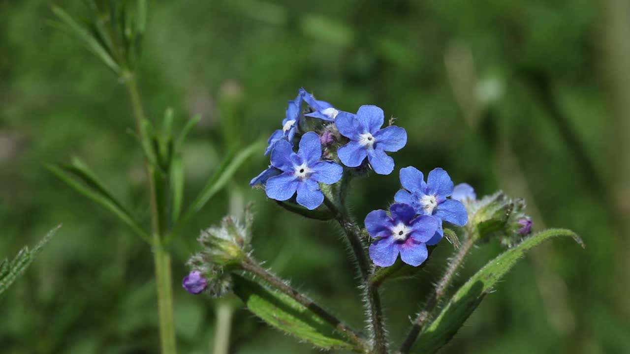 Brightly coloured Green Alkanet flowers, Pentaglottis sempervirens, in Summertime. UK. This is a non-native species originally from southwestern Europe and Iberia