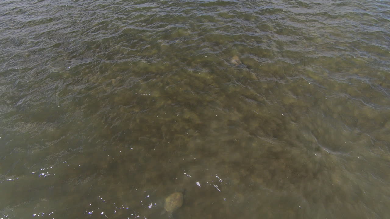 Dron FPV volando sobre tortugas marinas en el océano, día de verano hawaiano con tortugas jugando en el arrecife.