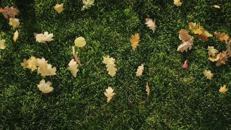 Wortverkauf-Aus-Gelben-Herbstblättern