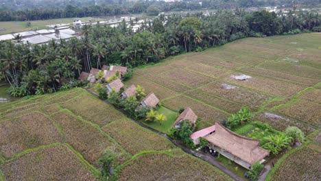 Cabañas-Y-Cabañas-De-Hotel-Con-Techo-De-Paja-Y-Estilo-Ecológico-En-Medio-De-Campos-De-Arroz-Inundados-En-Ubud,-Bali