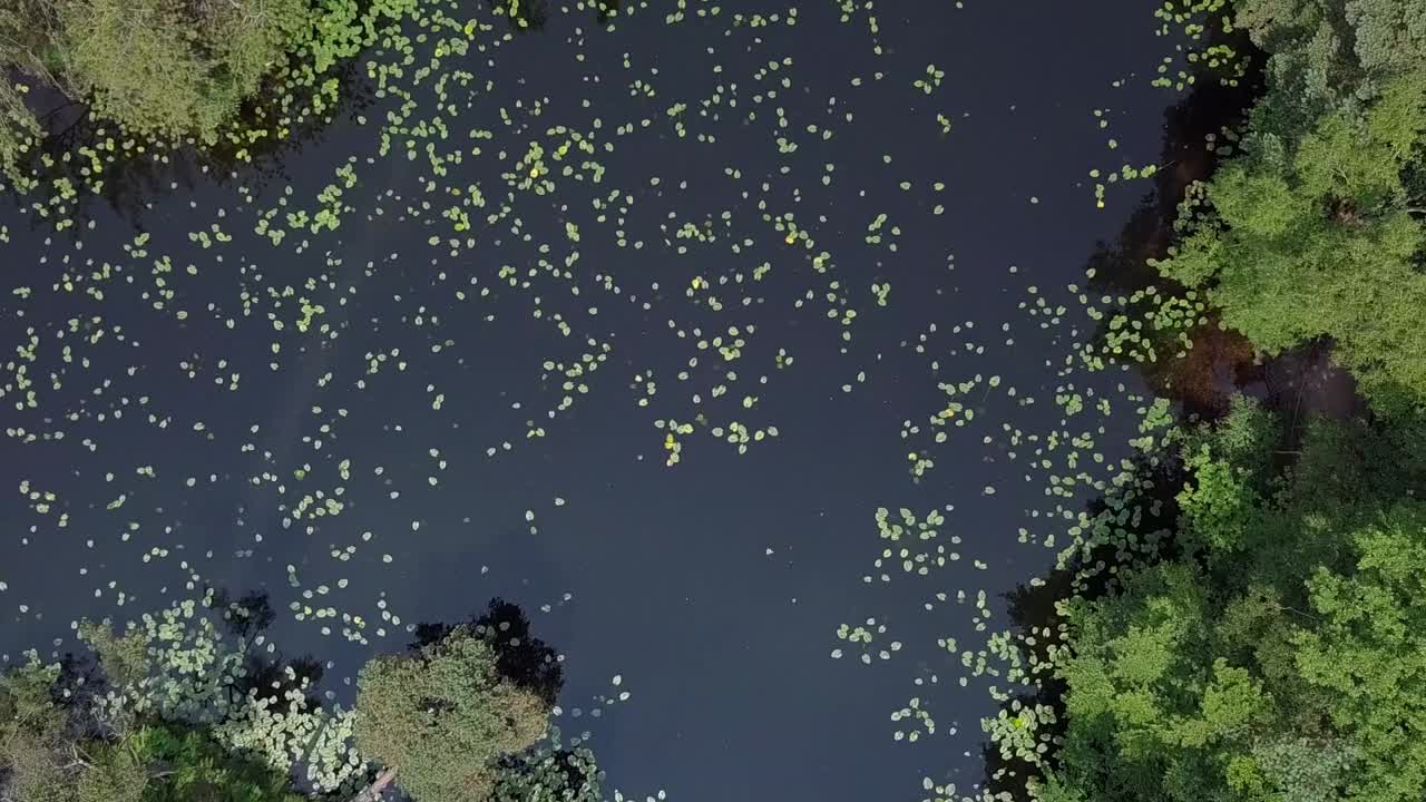 descenso aéreo hacia el estanque de lirios en un bosque, cultivo estático