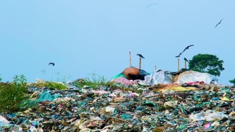 birds flying around mountainous garbage pile at landfill dumpsite