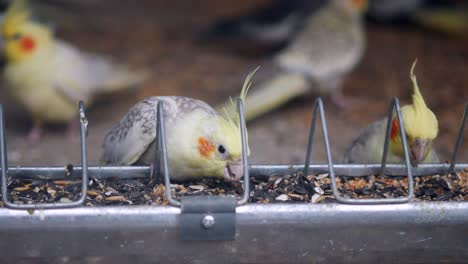 cockatiels eating seeds