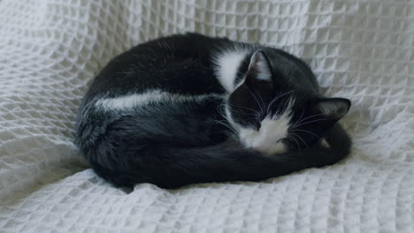 black and white pet cat resting on white sofa