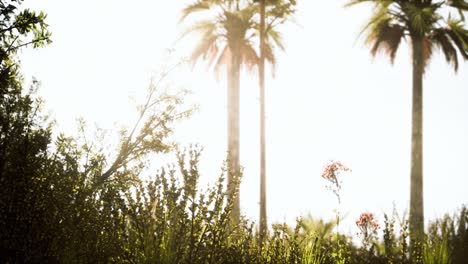 tropical palms and grass at sunny day