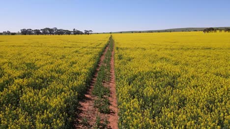 Toma-Aérea,-Volando-Rápido-Sobre-El-Camino-Entre-Interminables-Campos-Exuberantes-De-Colza,-Australia