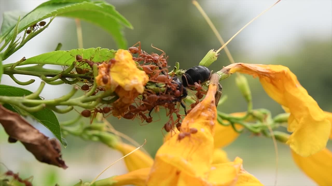 이 노란 꽃에서 꿀을 수확하는 동안 벌을 산 채로 먹는 붉은 개미
