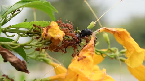 Hormigas-Rojas-Comiendo-Una-Abeja-Viva-Mientras-Recolectaba-Néctar-De-Estas-Flores-Amarillas