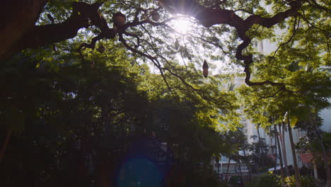 Underneath-Monkeypod-Tree-Canopy-With-Hanging-Lights-and-Sunbeams,-Hawaii,-Low-Angle,-Tilt-Up