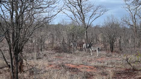 las cebras salvajes se mezclan con el paisaje salvaje del parque nacional kruger en sudáfrica