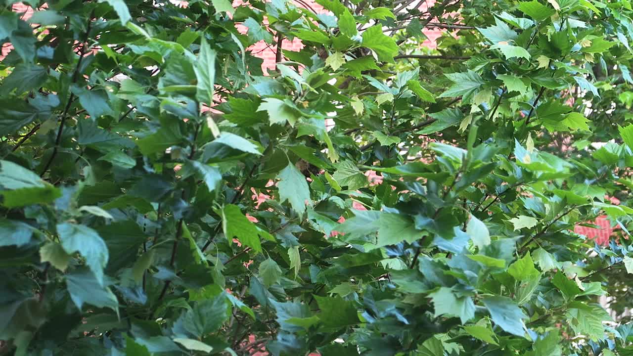 hojas de arce verdes meciéndose en el viento afuera