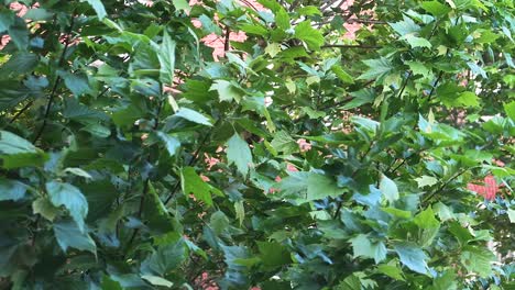 green maple leaves swaying in the wind outside