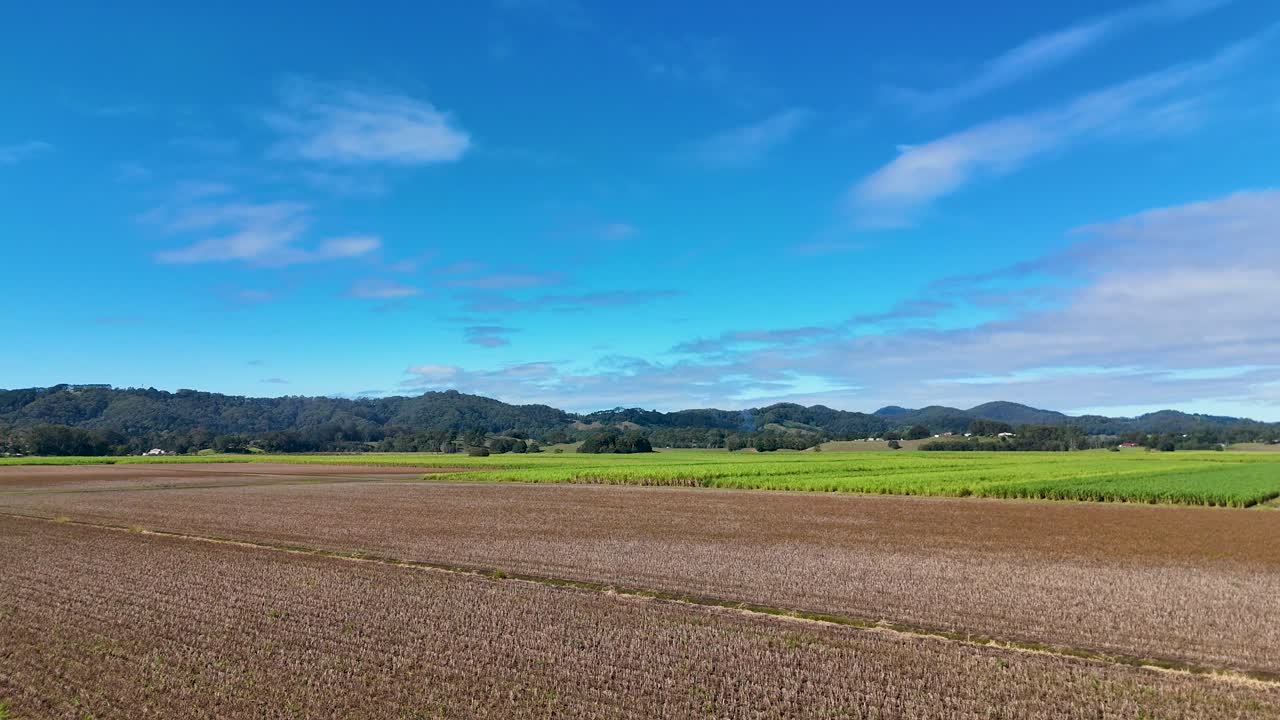 Aerial view of lush sugarcane fields under clear blue skies, showcasing vast agricultural landscapes and vibrant greenery