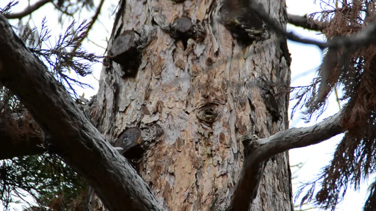 Pine, fur-tree