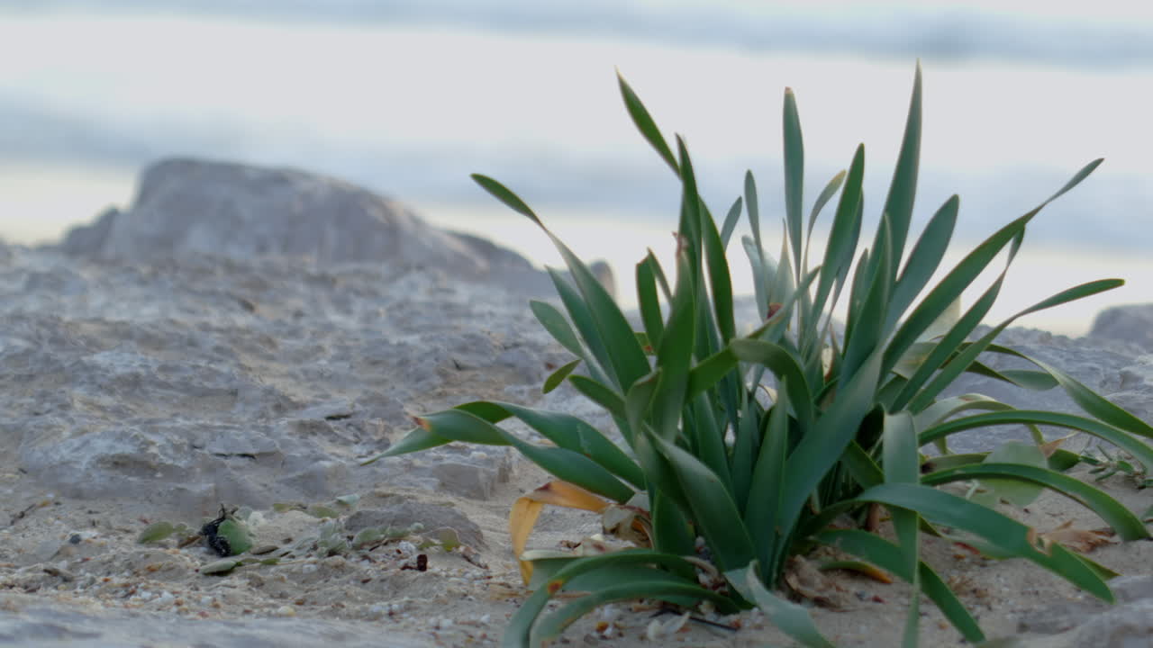 A plant in the wind by the water.