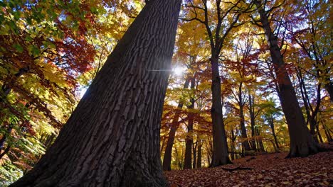 low-angle video shot of a vibrant autumn forest, capturing towering trees with colorful leaves