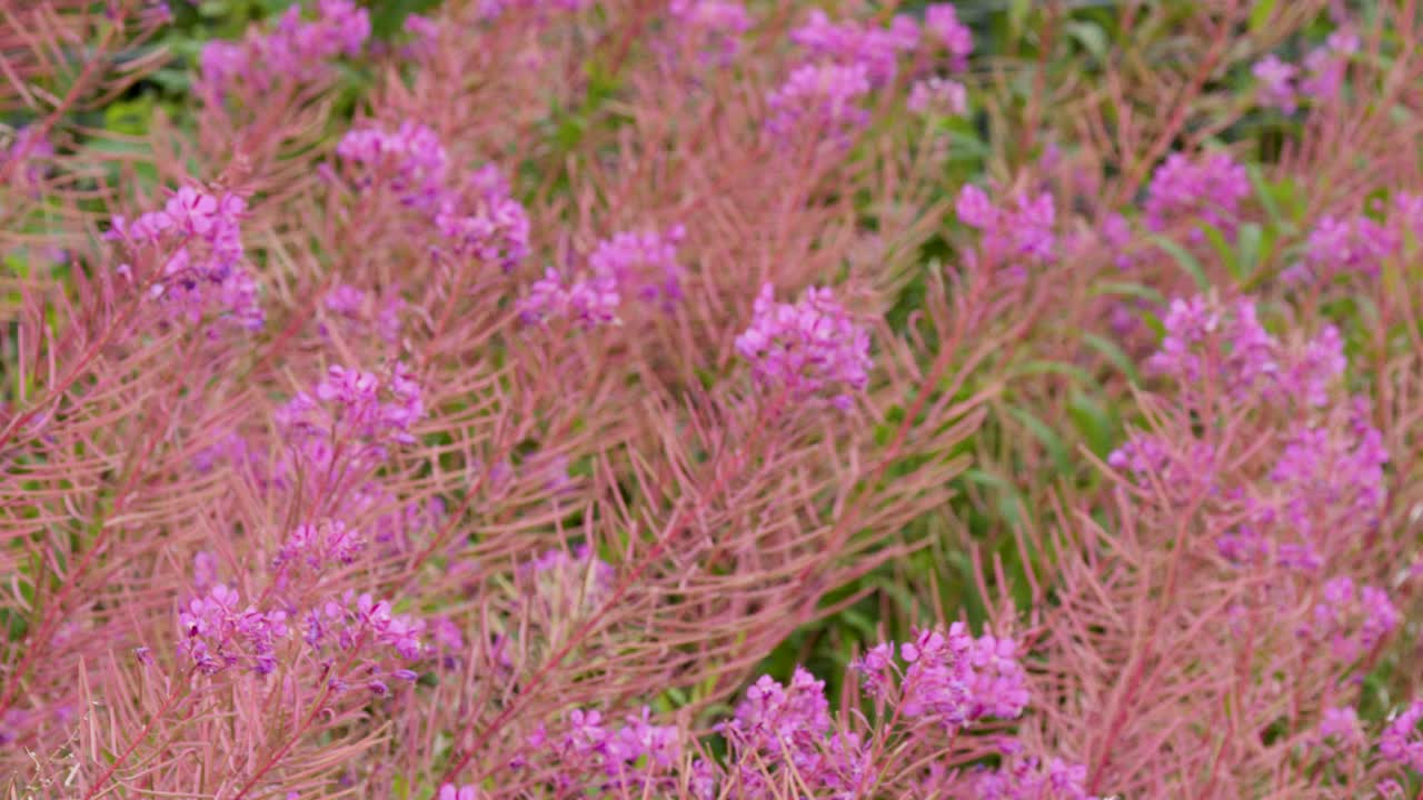Close-up of vibrant pink wildflowers gently moving in natural daylight, shallow depth of field