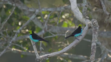 Zwei-Bunte-Paradiestangaren-Sitzen-Auf-Einem-Kleinen-Ast,-Tambopata-Reservat