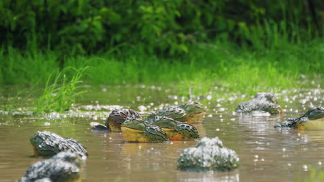 army of african bullfrogs, pixie frogs in the water in central kalahari game reserve, botswana