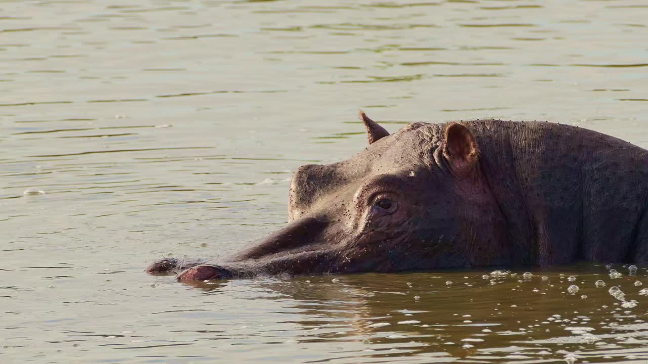 Slow moving Hippo Hippopotamus wading and swimming in the Mara river with head above water, African Wildlife in Maasai Mara National Reserve, Kenya, Africa Safari Animals