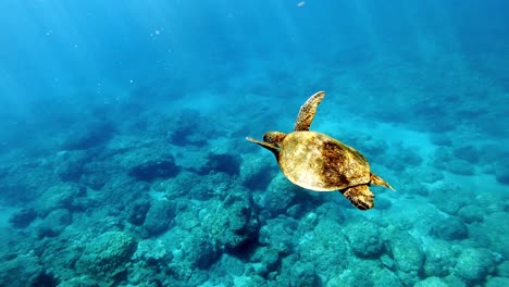 una tortuga marina verde juvenil nadando libremente en el arrecife bajo el mar azul brillante - plano medio