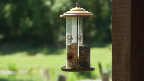 feliz cardenal rojo vuela al comedero para pájaros