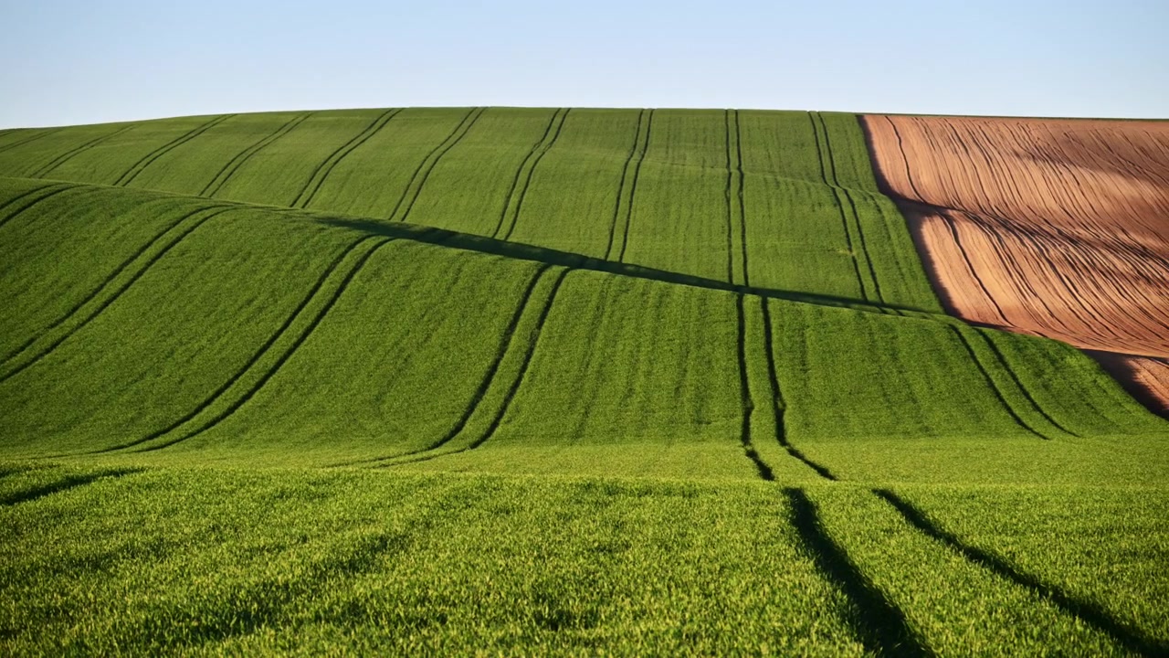 Wide view of a rolling green crop field with tractor lines beside a patch of brown plowed soil, Czech Republic