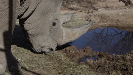 rhino grazing beside watering hole drinking and eating