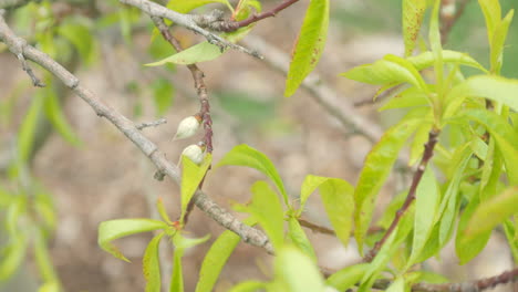 Nueva-Fruta-Verde-De-Melocotón-En-Ciernes-En-Una-Rama-De-árbol-Exuberante,-De-Cerca