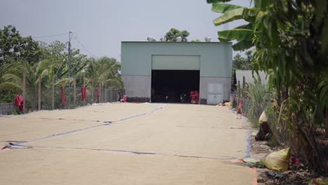rice drying process in a rural area
