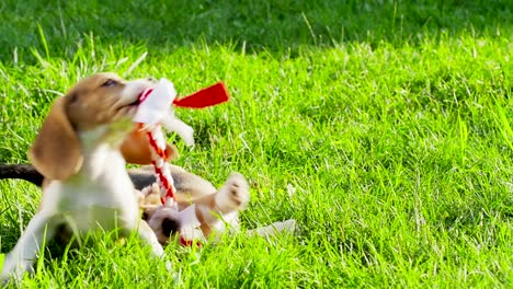 cachorros de beagle jugando en la hierba