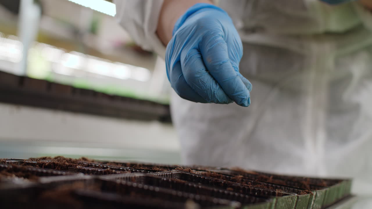 siembra de semillas en una bandeja de semillas