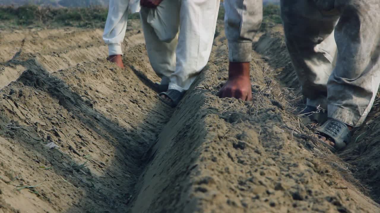 Agriculteur indien semant des cultures dans un champ, gros plan en contre-plongée