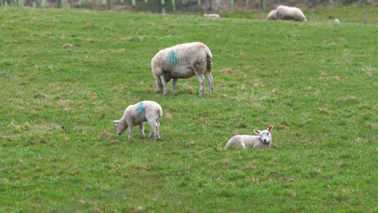 푸른 들판에서 궁금해하는 아기 양과 양