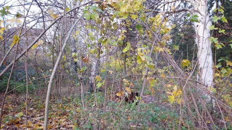 Langsamer-Schwenk-Nach-Links-In-Einem-Park-In-Berlin,-Deutschland,-Natur,-Tote-Blätter,-Bäume,-Farben-Des-Herbstes-V2,-HD-30-Fps,-11-Sek