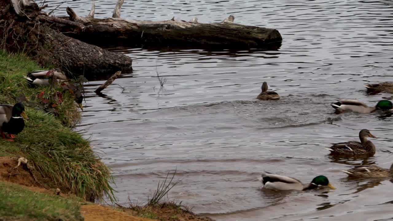 patos saltando desde la orilla, aproximadamente a un pie de caída, al agua y nadando