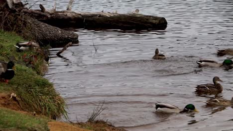 Enten-Springen-Etwa-Einen-Fuß-Tief-Vom-Ufer-Ins-Wasser-Und-Schwimmen-Davon