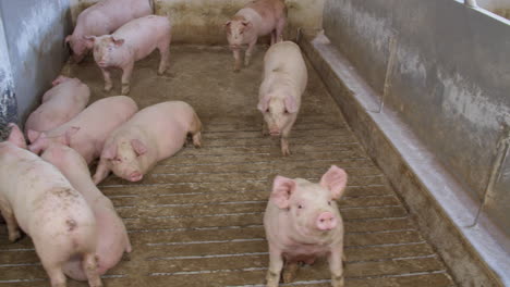 many dirty pigs inside an industrial pig farm